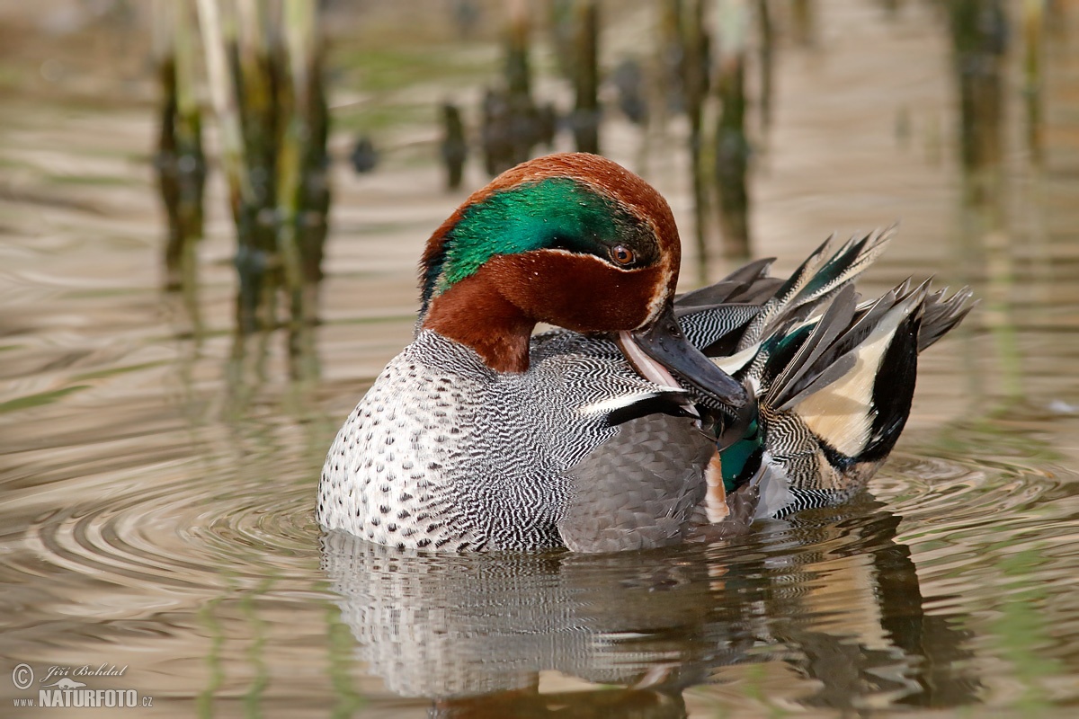 Common Teal Photos, Common Teal Images, Nature Wildlife Pictures