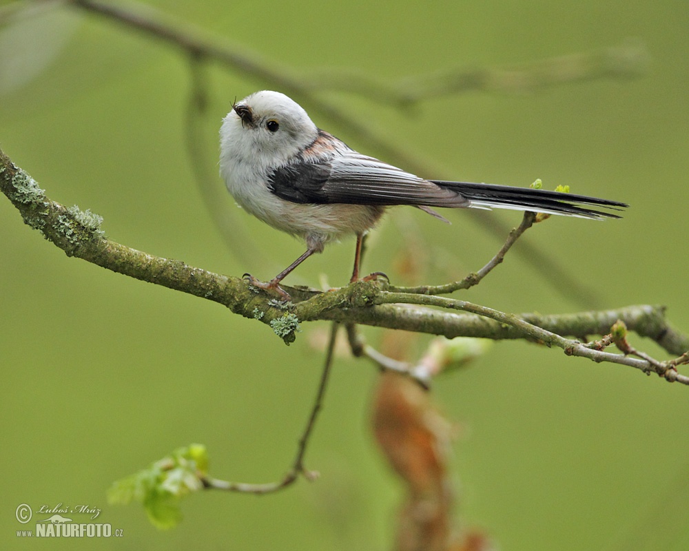 hannah fishborne porno long-tailed tits