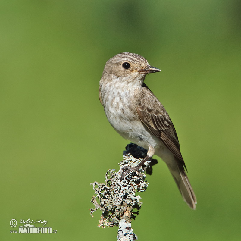 Spotted Flycatcher Photos, Spotted Flycatcher Images, Nature Wildlife
