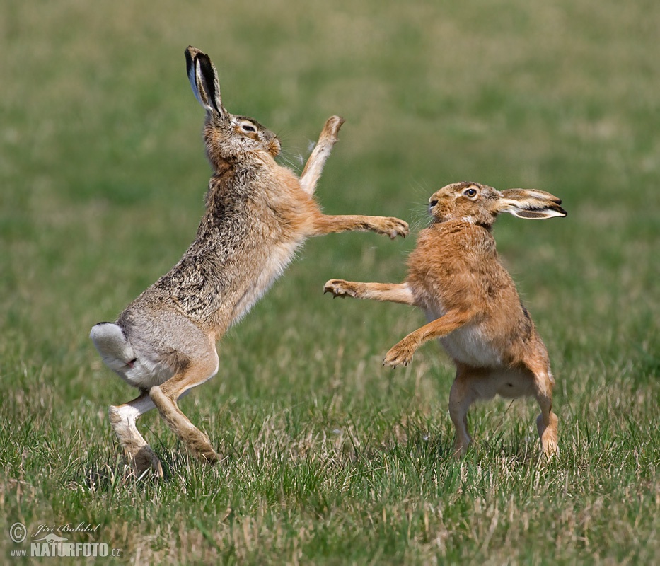 Brown Hare Photos, Brown Hare Images, Nature Wildlife Pictures