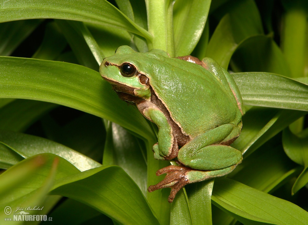 Common Tree Frog Photos Common Tree Frog Images Nature Wildlife