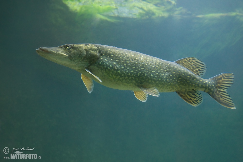 Northern Pike Photos, Northern Pike Images, Nature