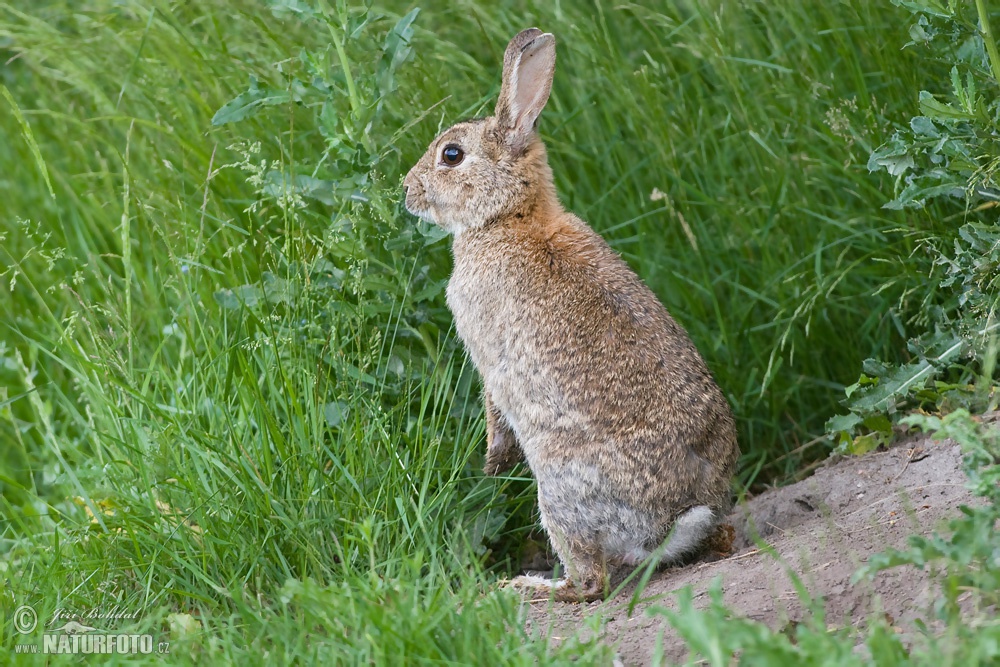 Wild Rabbit Photos, Wild Rabbit Images, Nature Wildlife Pictures