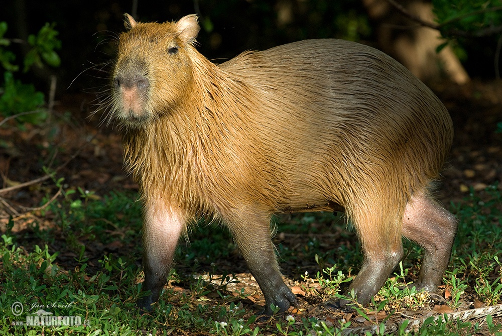 Capybara Pictures 66