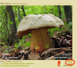 Fungi mushrooms