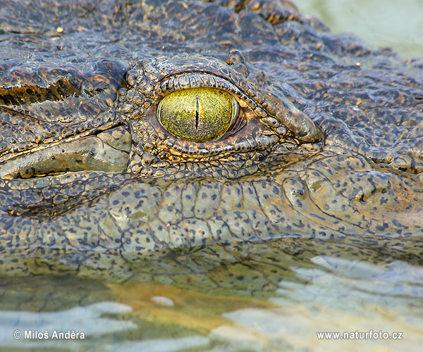 Î‘Ï€Î¿Ï„Î­Î»ÎµÏƒÎ¼Î± ÎµÎ¹ÎºÏŒÎ½Î±Ï‚ Î³Î¹Î± Nile crocodile