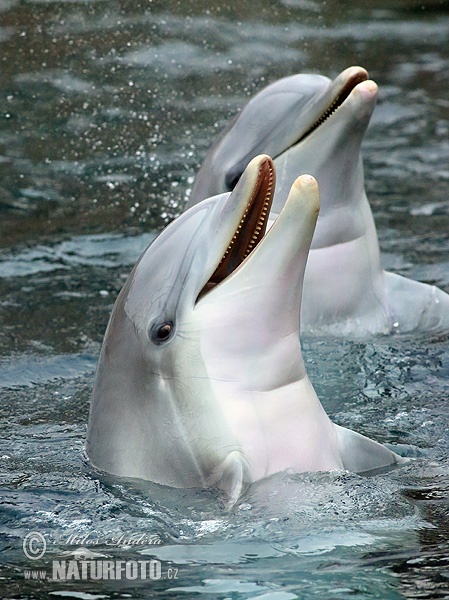 Кљунасти делфин