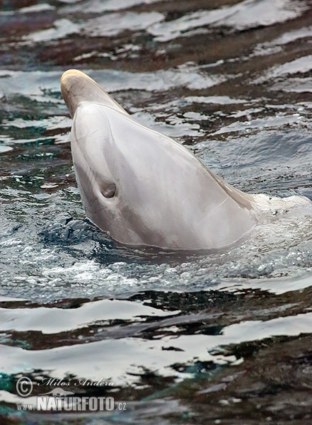 دلفین پوزه‌بطری