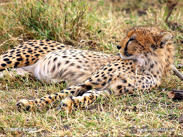 Acinonyx jubatus