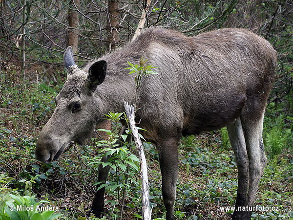 Alces