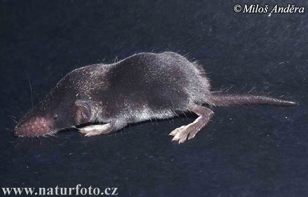 Crocidura minore