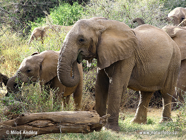 Elefant africà de sabana