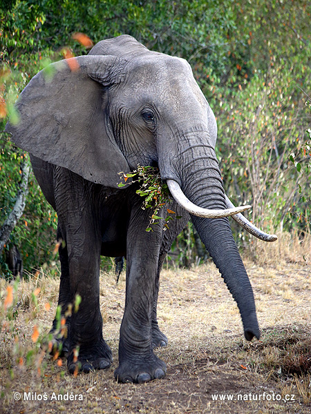 Éléphant de savane d'Afrique