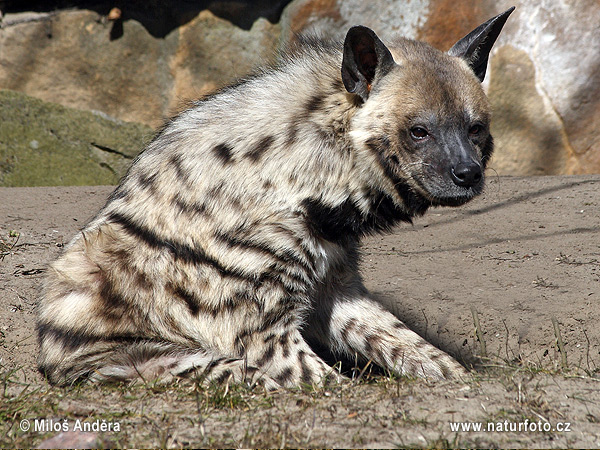 Gestreepte hyena