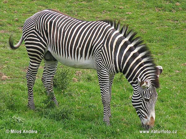 Grevy s Zebra Great Britain Scottland Zoo Edinburgh July 2004 Photo no