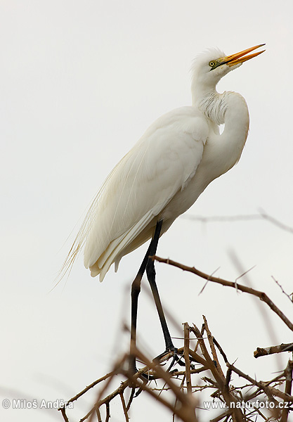 Grote zilverreiger