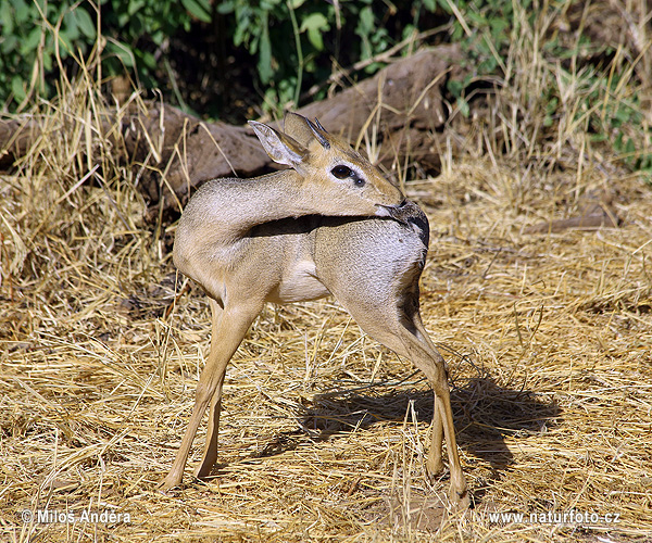 Kirks dik-dik