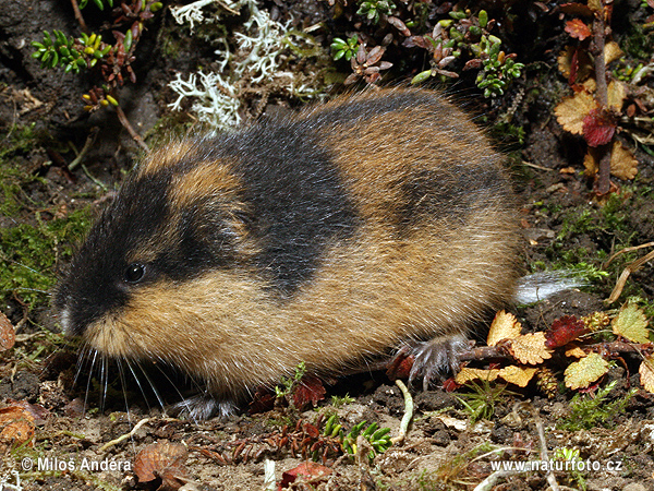 Lemming des toundras, de Norvège