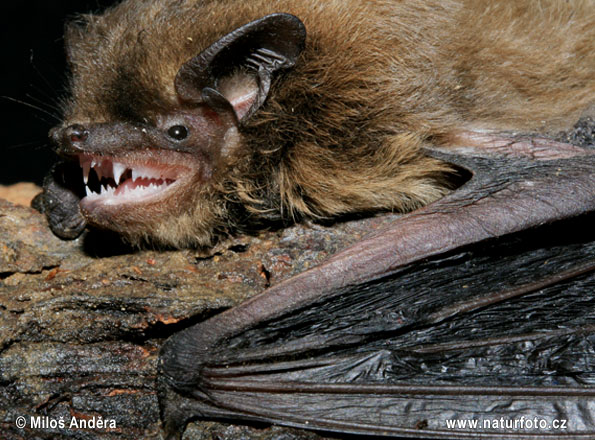 Morcego-de-nathusius