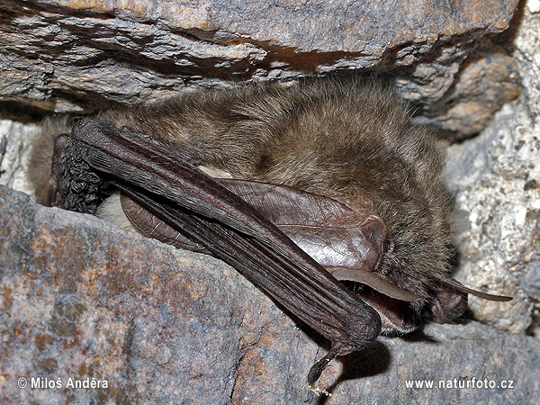 Morcego-orelhudo-cinzento