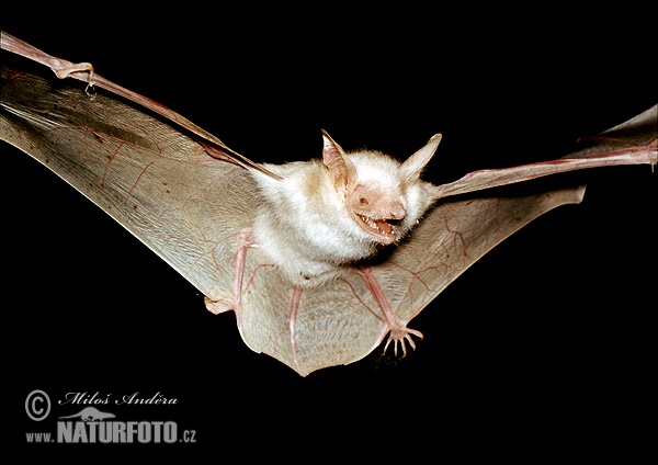 Myotis myotis