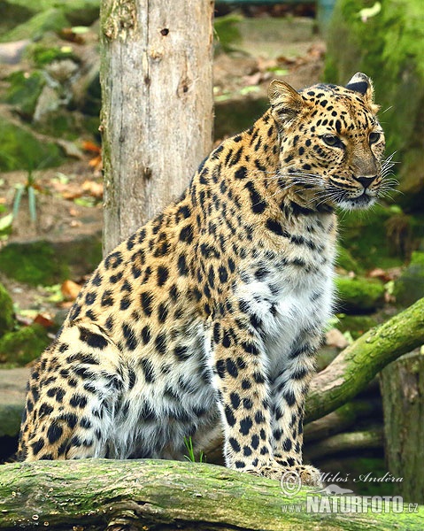 Panthera pardus orientalis