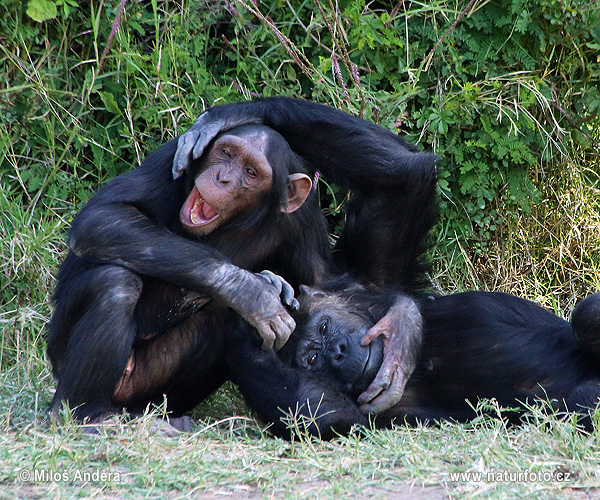 Paprastoji šimpanzė