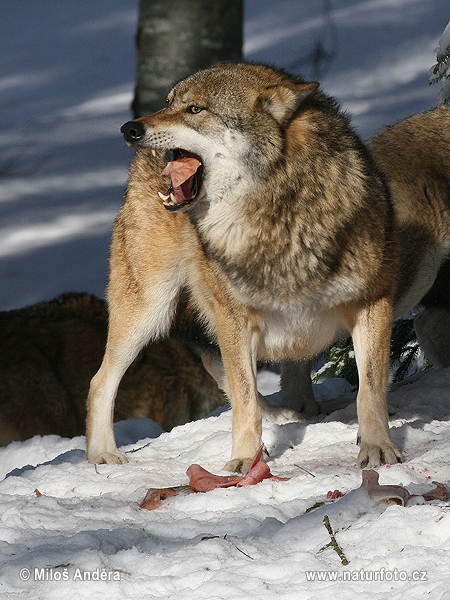 Pelēkais vilks