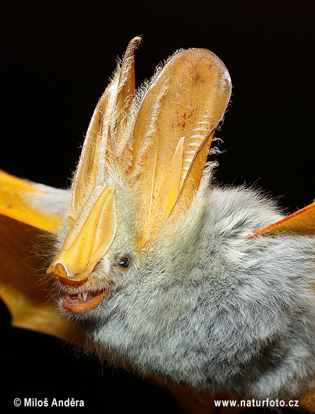 Pipistrello dalle ali gialle