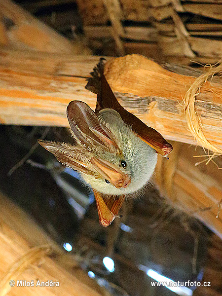 Pipistrello dalle ali gialle