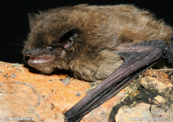 Pipistrello di Nathusius