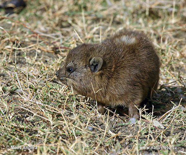 Procavia capensis