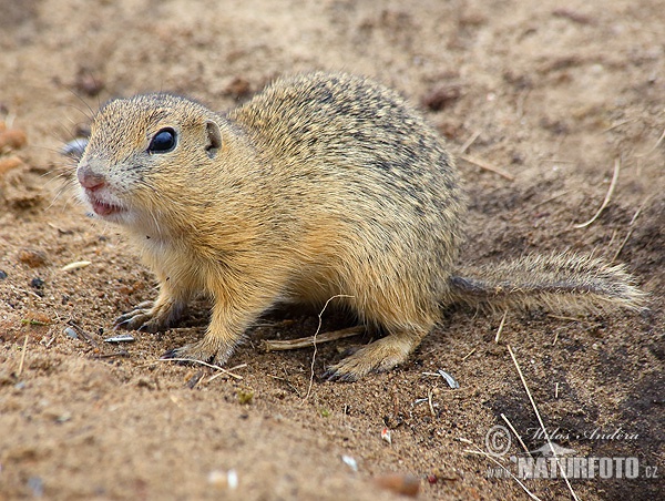 Spermophilus citellus