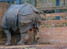 وحيد قرن هندي