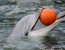 Кљунасти делфин
