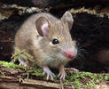 Шумски миш