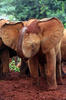 Afrika elefanto
