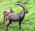 Alpine ibex