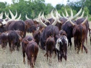 Ankole-Watusi, Ankole longhorn