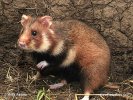 Avrupa hamsteri Cırlak Sıçan