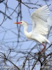 Bubulcus ibis