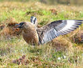 Catharacta skua