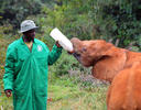 Elefant africà de sabana