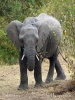 Elefant africà de sabana