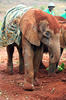 Éléphant de savane d'Afrique