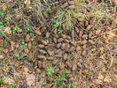 Elk (droppings)