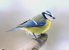 Eurasian blue tit