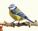 Eurasian blue tit