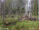 European Beaver