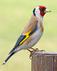 European goldfinch, Goldfinch